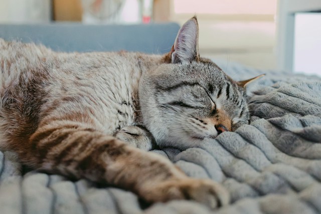 cat-relax